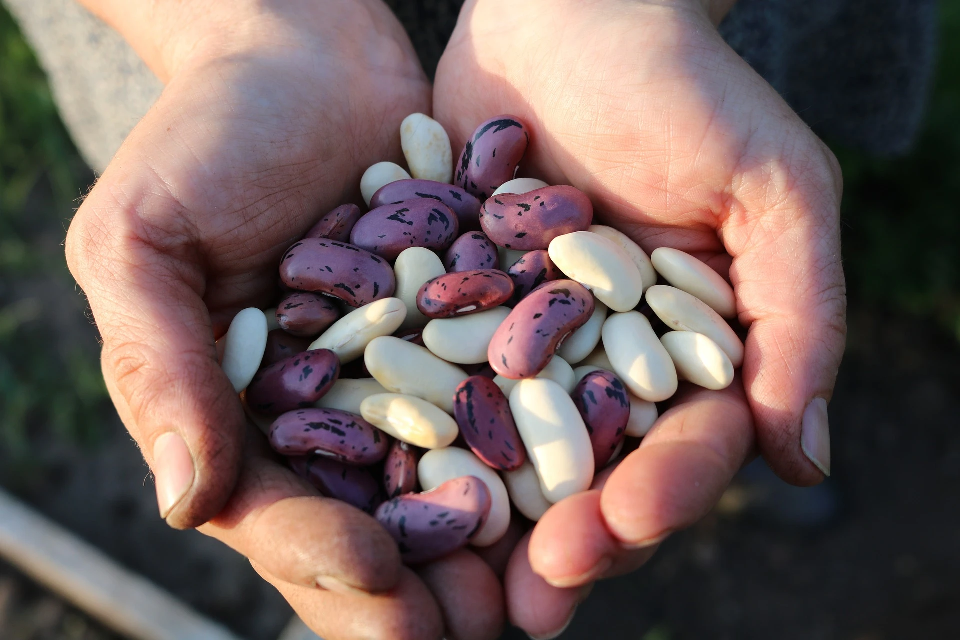 Les legumineuse: Pourquoi les inclure dans notre alimentation